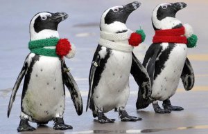 пингвины в антарктиде
