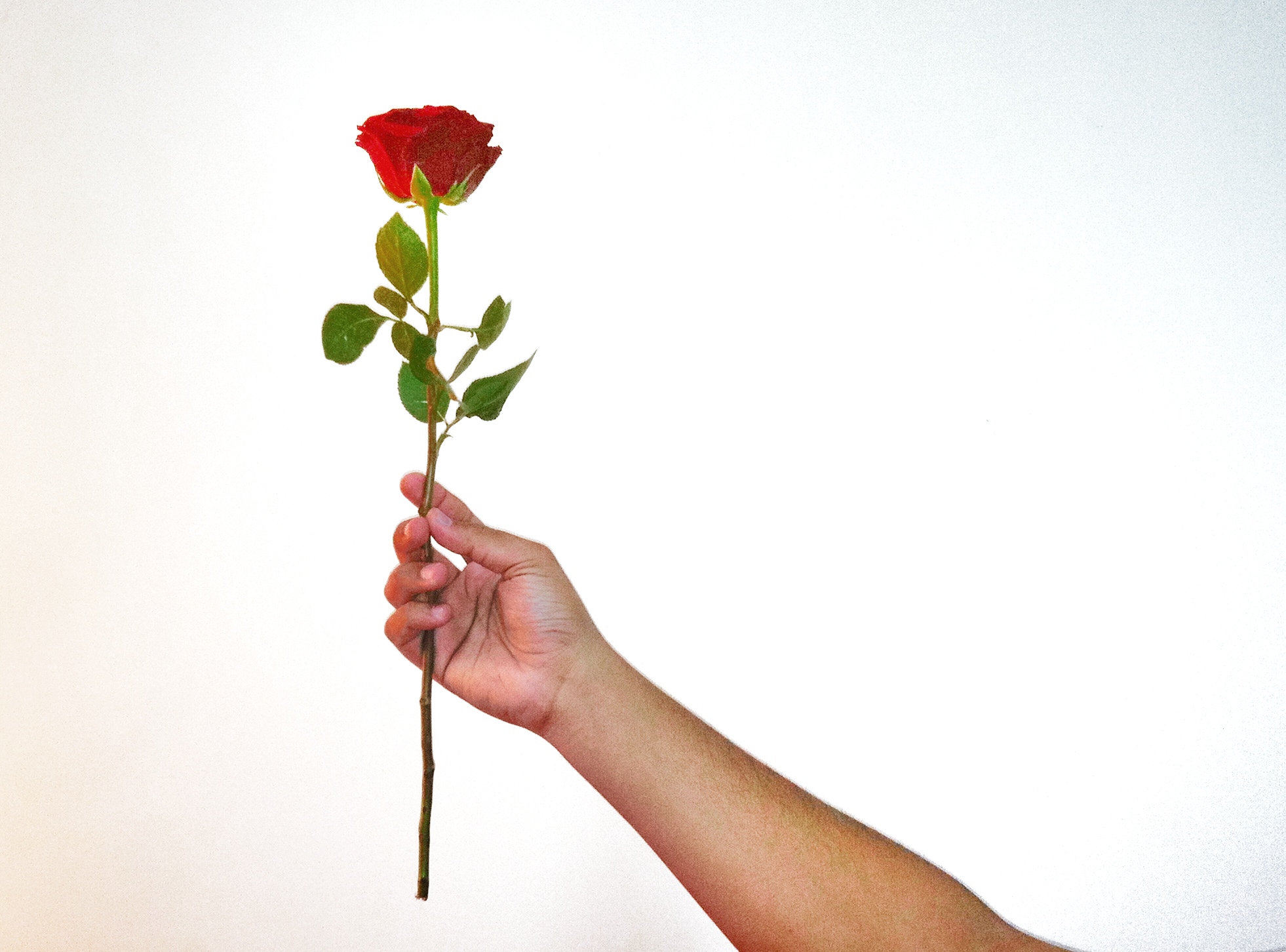 Песня держа в руках цветов букет. Цветок на руку.. Рука держит розу. Рука держит цветок.